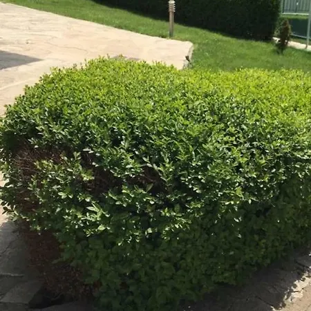 Апартамент Seaside Созопол